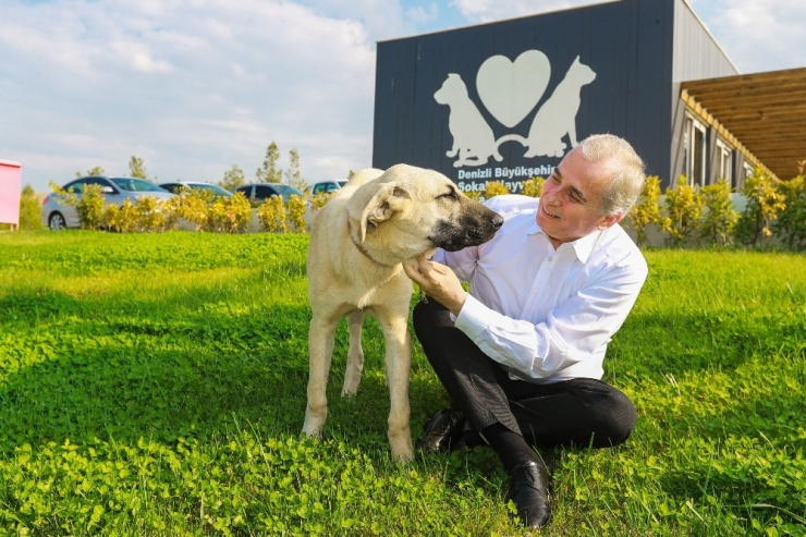 Sopayla Acımasızca Dövülen Köpek Artık ‘Mutlu’ Olacak