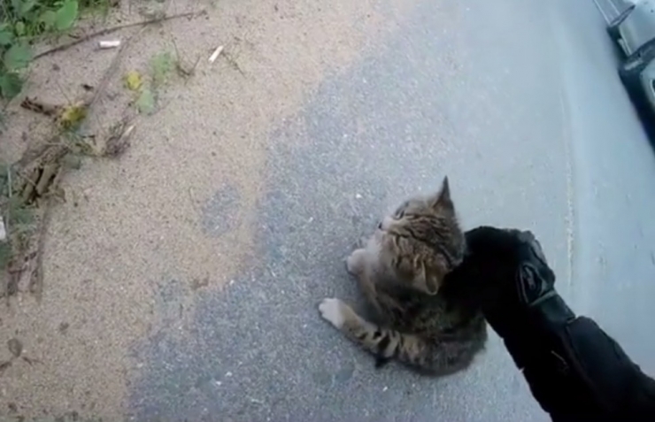 İstanbul’da Sürücülerin Yaralı Kediyi Kurtarma Mücadelesi Kamerada