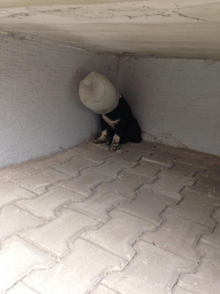 Bunu Yapan İnsan Olamaz!