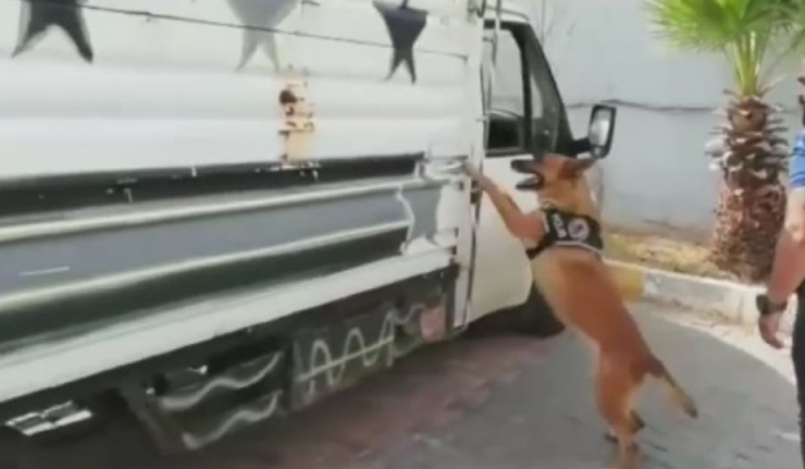 Odun Talaşının Altında 254 Kilo Esrar Bulundu