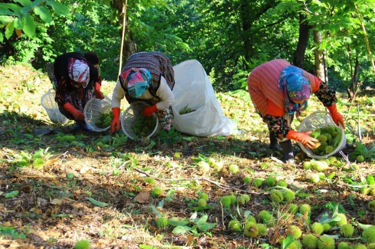 Aydın’da Kestane Hasadı Başladı