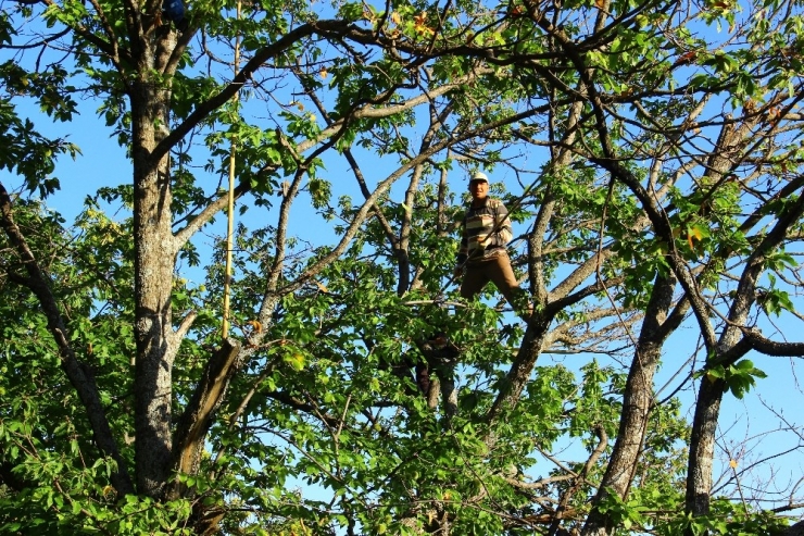 Aydın’da Kestane Hasadı Başladı