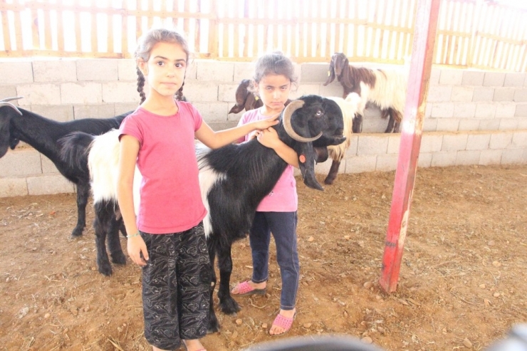 Sadece Bir Tanesi Günde 6 Kilo Süt Veriyor