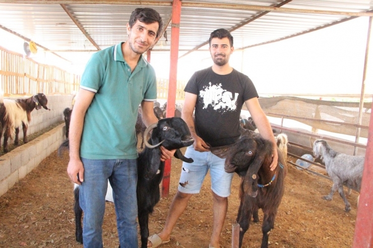 Sadece Bir Tanesi Günde 6 Kilo Süt Veriyor