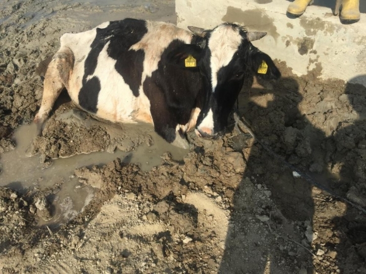 Bataklığa Saplanan İneği İtfaiye Kurtardı
