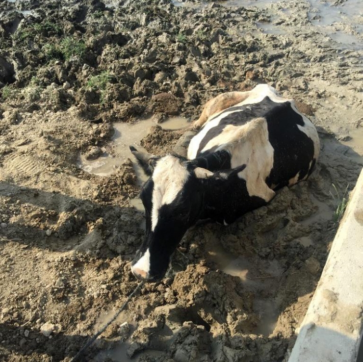 Bataklığa Saplanan İneği İtfaiye Kurtardı