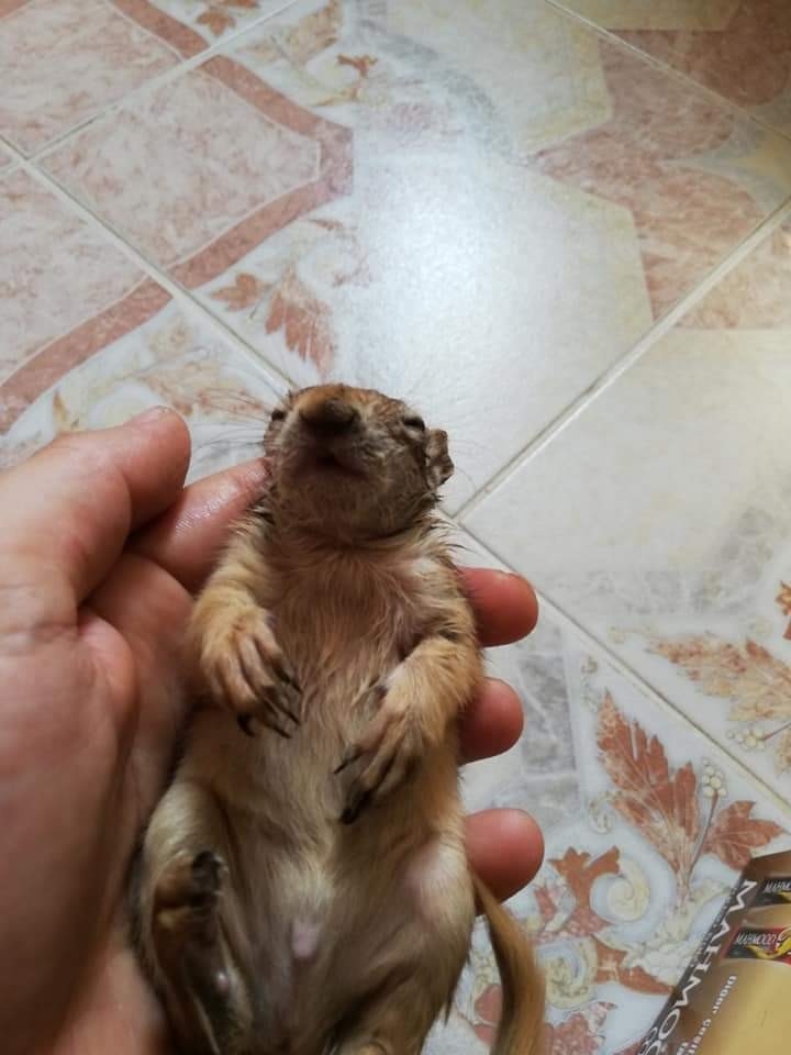 Yağmurdan Etkilenen Sincap Yavrusunu Evine Aldı