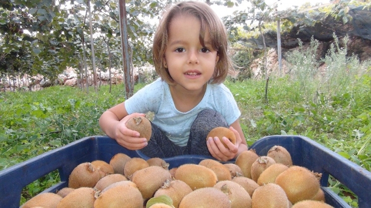 Mersin’de Kivi Hasadı Başladı