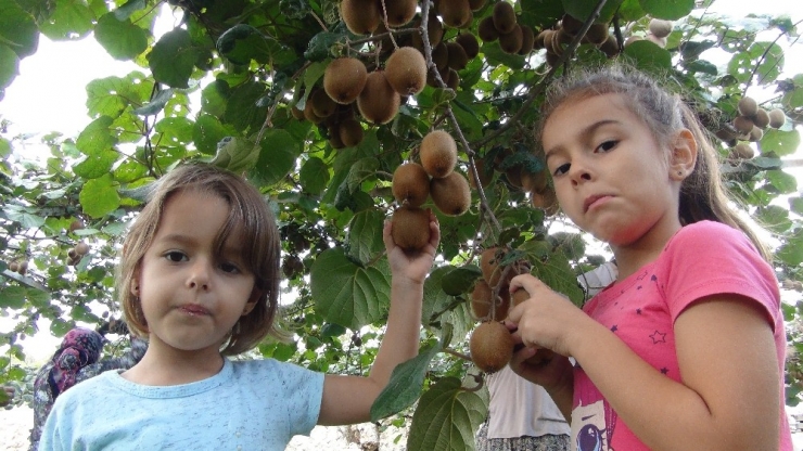 Mersin’de Kivi Hasadı Başladı