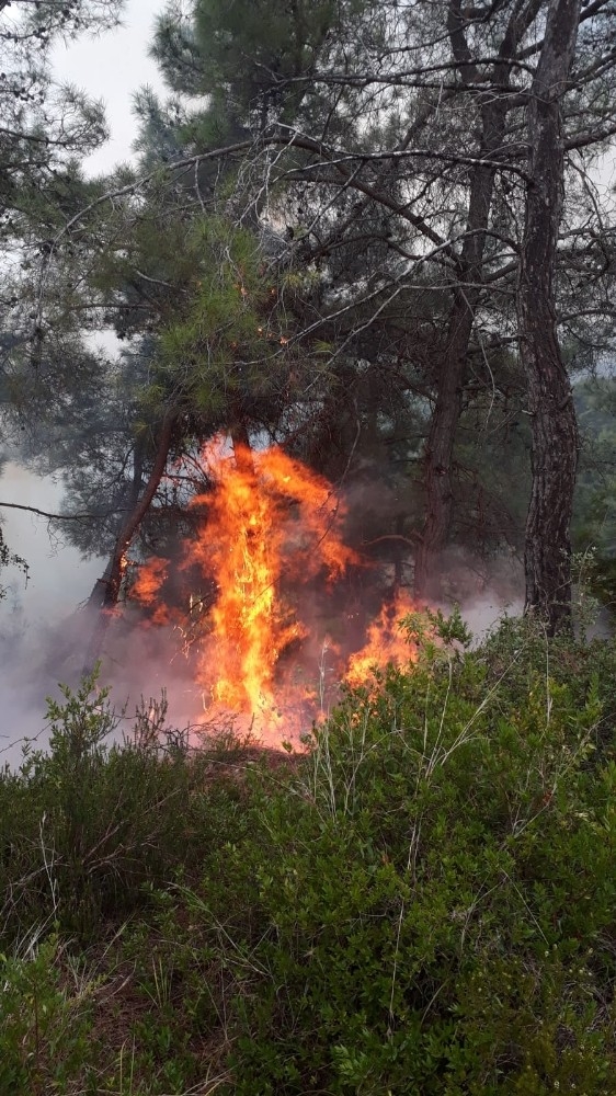 Yıldırım Düştü 20 Yerde Orman Yangını Çıktı