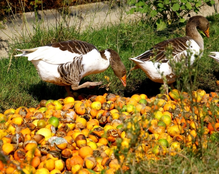 Çürüyen Mandalinalar Kazlara Yem Oldu