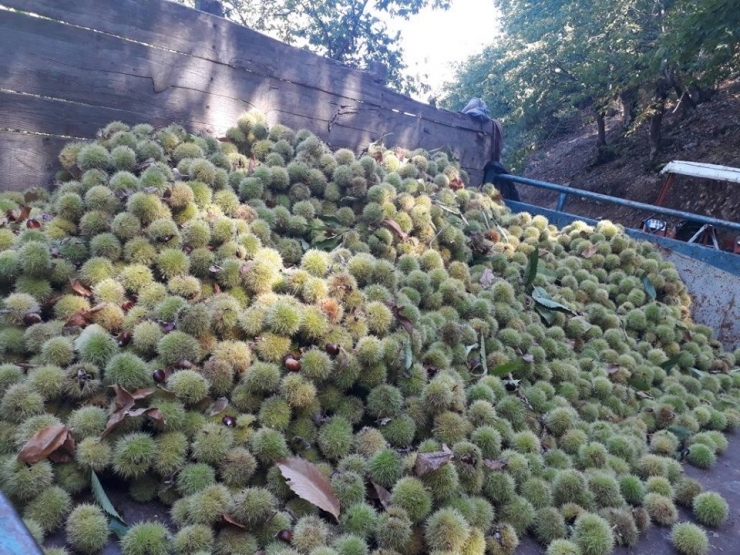 Coğrafi İşaretli Simav Kestanesinde Erken Hasat