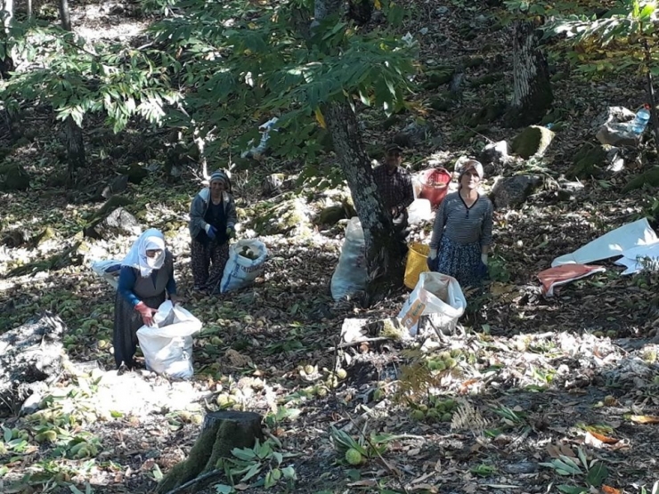Coğrafi İşaretli Simav Kestanesinde Erken Hasat