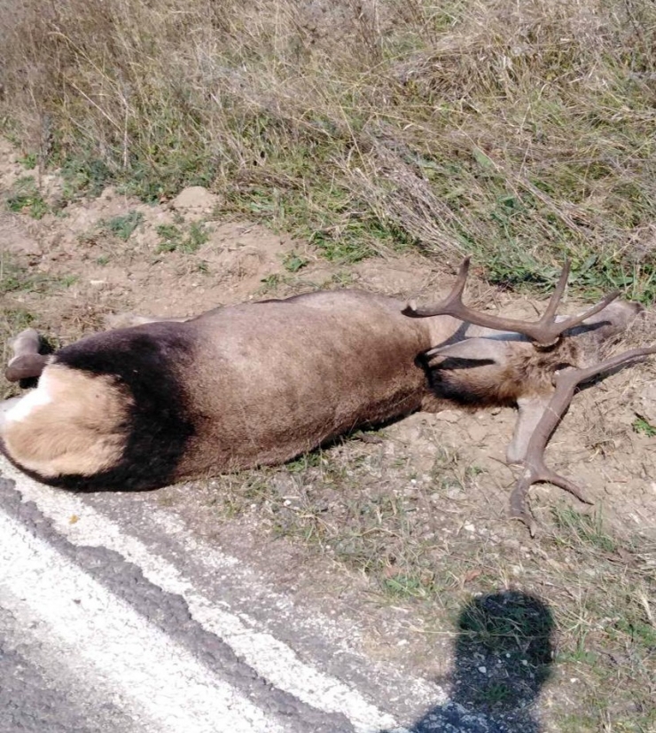 Hafif Ticari Aracın Çarptığı Geyik Telef Oldu