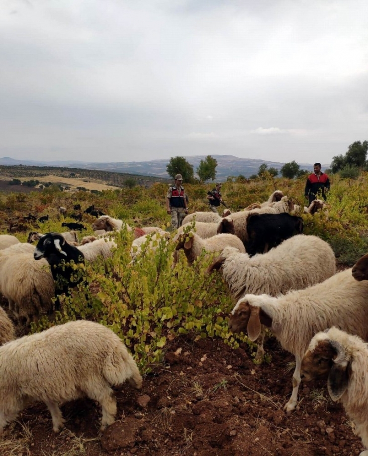 Kaybolan Küçükbaş Hayvanları Jandarma Buldu