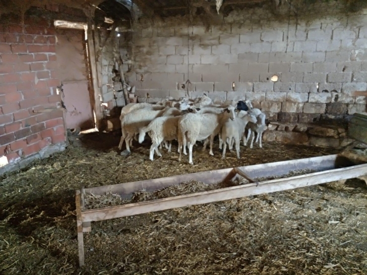 Çalınan Koyunları Jandarma Buldu