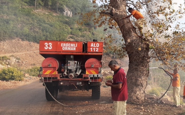Ağaç Kovuğunda Ateş Yakan Piknikçiler Pes Dedirtti