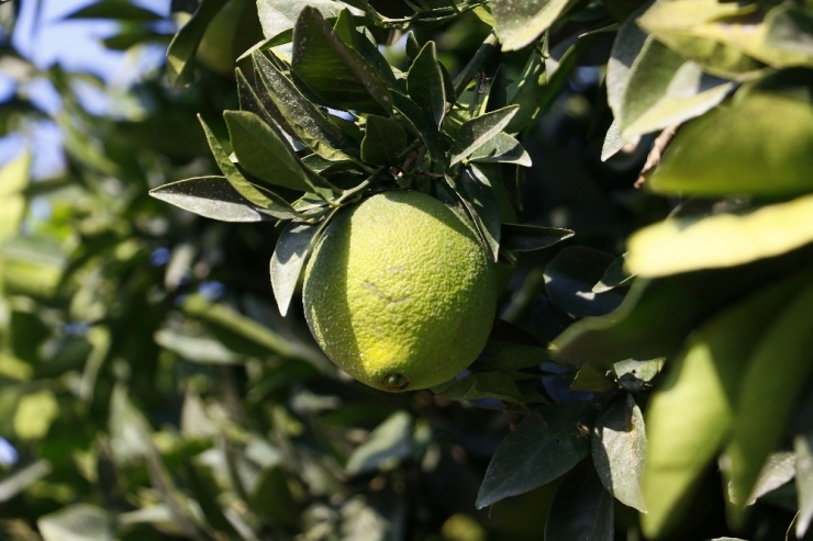 Adana’da Portakal Hasadı Başladı