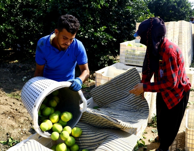 Adana’da Portakal Hasadı Başladı