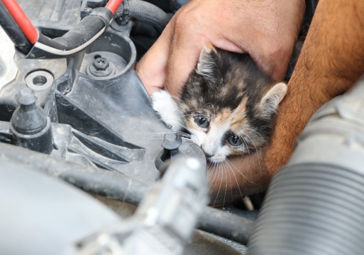 Otomobilde Kedi Kurtarma Operasyonu