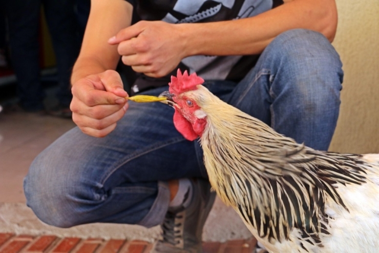 Cin Biber Müdavimi Horozun ’Paşa’ Hayatı