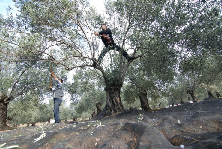 Kaliteli Zeytinyağının Yeni Trendi “Soğuk Sıkım Ve Erken Hasat”