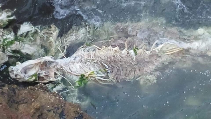 Ölmüş Yunus Balıkları Kayalıklara Vurdu