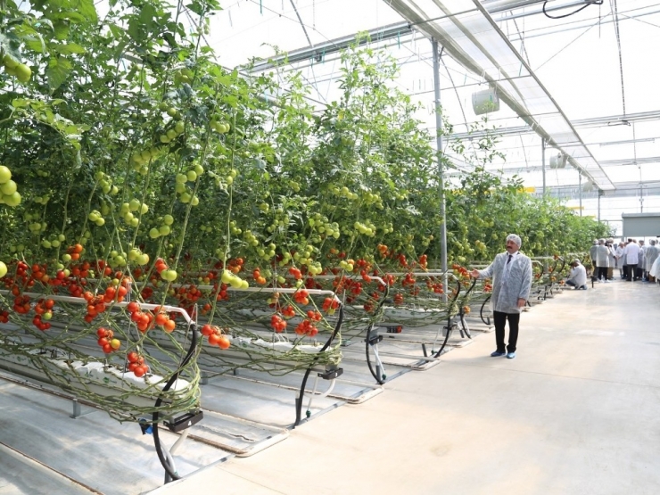 Fabrika Bacalarından Çıkan Su Buharı İle Isıtılan İlk Seraya Ödül