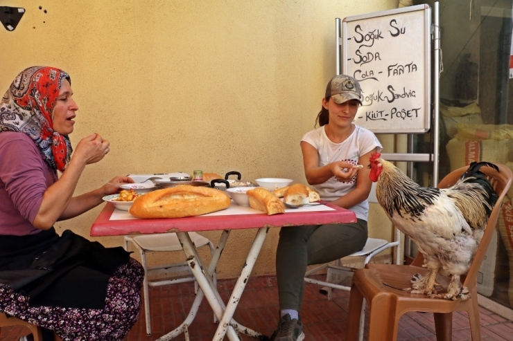 Cin Biber Müdavimi Horozun ’Paşa’ Hayatı