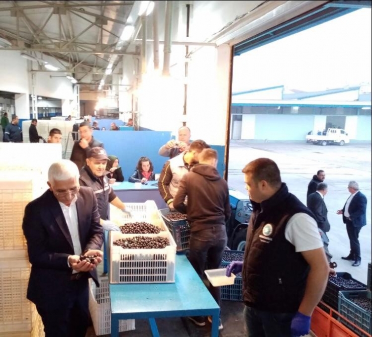 Marmarabirlik Ortaklarından Son 10 Yılın En Yüksek Rekolte Beyanı