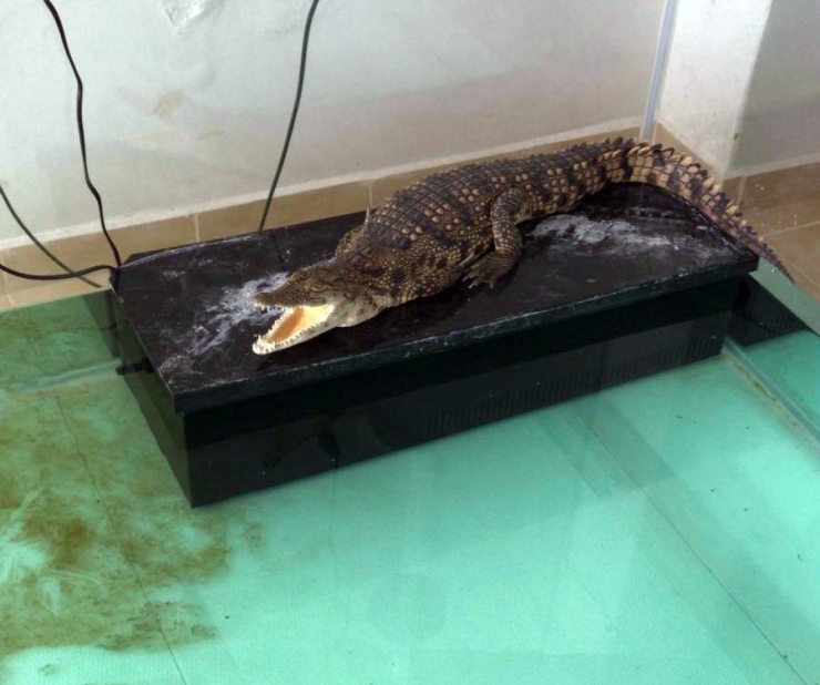 İstanbul’da Kaçak Timsah Ve Yılan Operasyonu