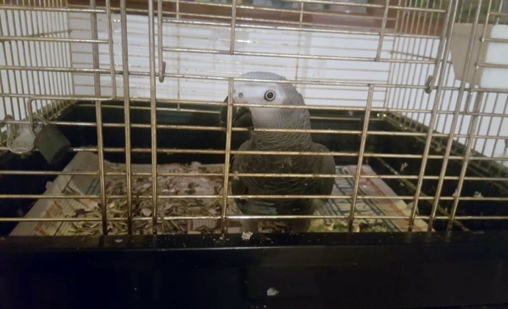 İstanbul’da Kaçak Timsah Ve Yılan Operasyonu