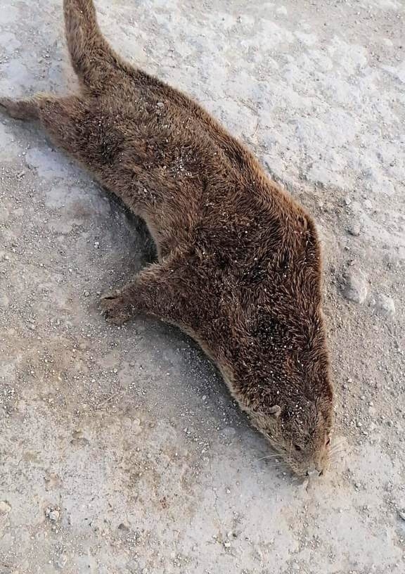 Nesli Tükenen Porsuk Göl Kıyısına Vurdu