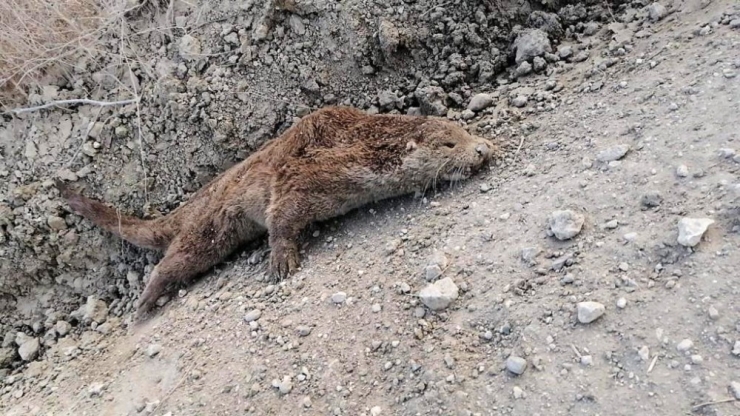 Nesli Tükenen Porsuk Göl Kıyısına Vurdu