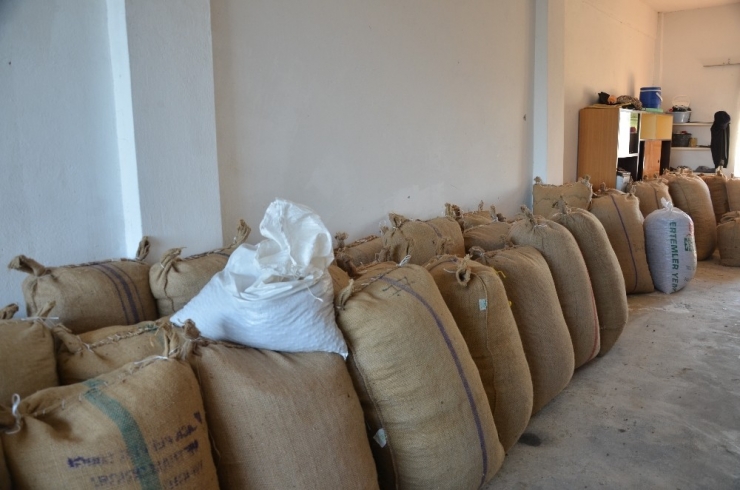 Panik Havası Kalktı, Fındık Fiyatları Yükselişe Geçti