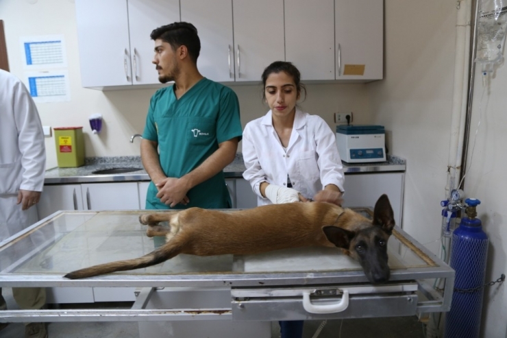Her Ay 30 Hayvan, Ameliyat Edilerek Sağlığına Kavuşuyor