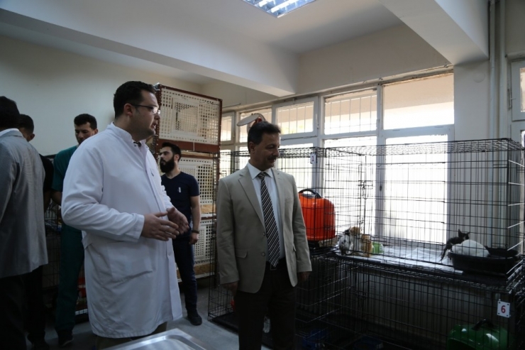 Her Ay 30 Hayvan, Ameliyat Edilerek Sağlığına Kavuşuyor