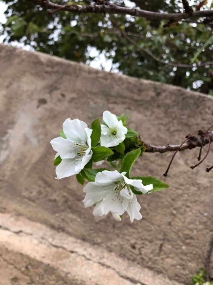 Mevsimini Şaşıran Kiraz Ağacı Çiçek Açtı