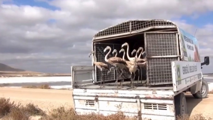 Yavru Flamingolar Kurtarılarak Göle Bırakıldı