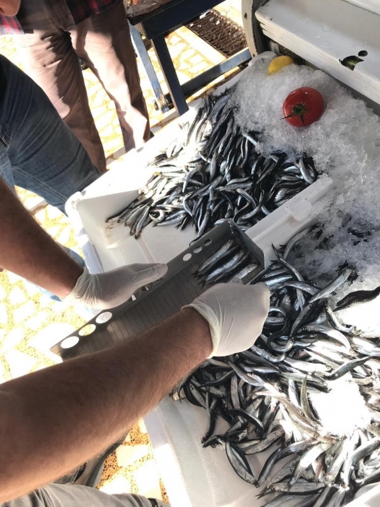 Ordu’da Balık Boyuna Sıkı Denetim