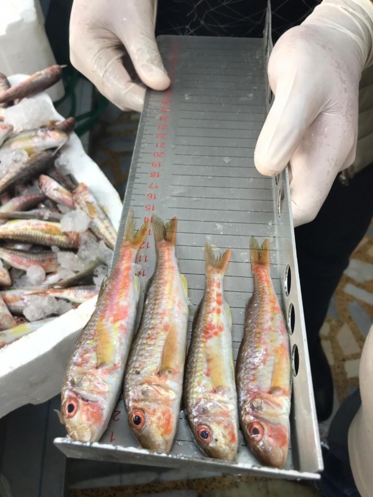 Ordu’da Balık Boyuna Sıkı Denetim