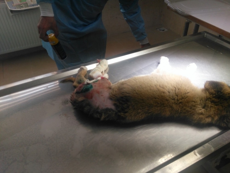 Otomobilin Çarptığı Köpek Ameliyat Edildi, Platin Takıldı