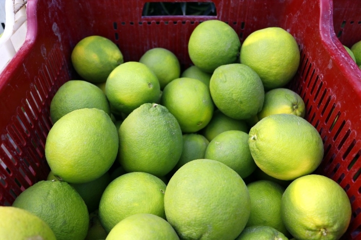 Kaşıkçı Cinayeti Sonrası Narenciyede "Analiz" Krizi