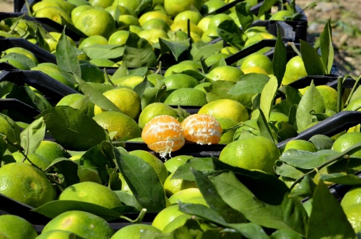 Kaşıkçı Cinayeti Sonrası Narenciyede "Analiz" Krizi