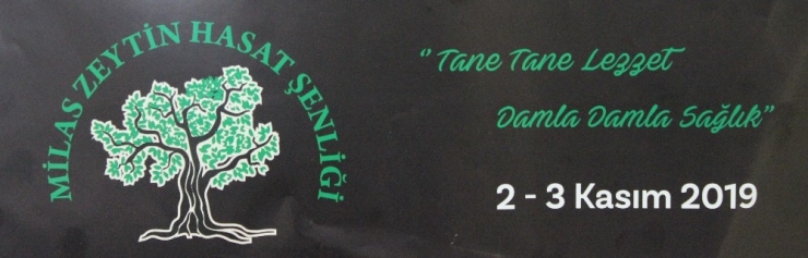 Milas 6. Zeytin Hasat Şenliği 2 - 3 Kasım’da Yapılacak