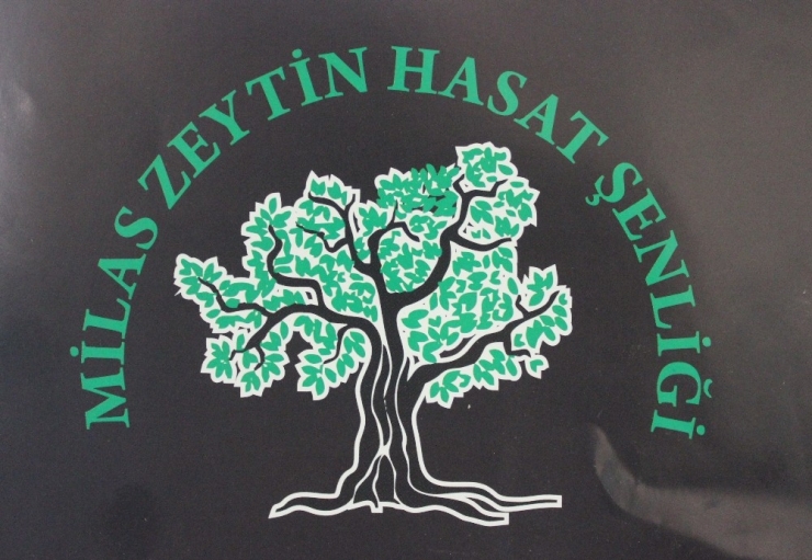 Milas 6. Zeytin Hasat Şenliği 2 - 3 Kasım’da Yapılacak