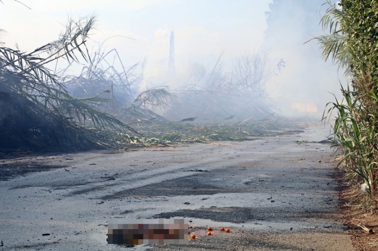 Hamile Kaplumbağa Alevlerden Kaçabildi, Ezilmekten Kurtulamadı