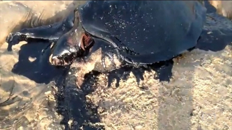 Brezilya’da Kıyılarındaki Petrolü Temizleyen 17 Kişi Hastaneye Kaldırıldı