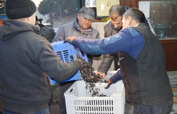 Erdek’te Zeytin Alımları Başlıyor