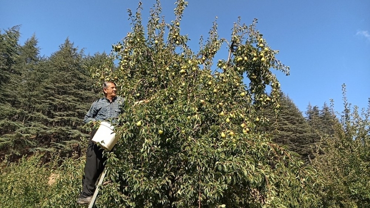 İslahiye’nin Bin 600 Rakımlı Huzurlu Yaylası’nda Son Ürünler Hasat Ediliyor
